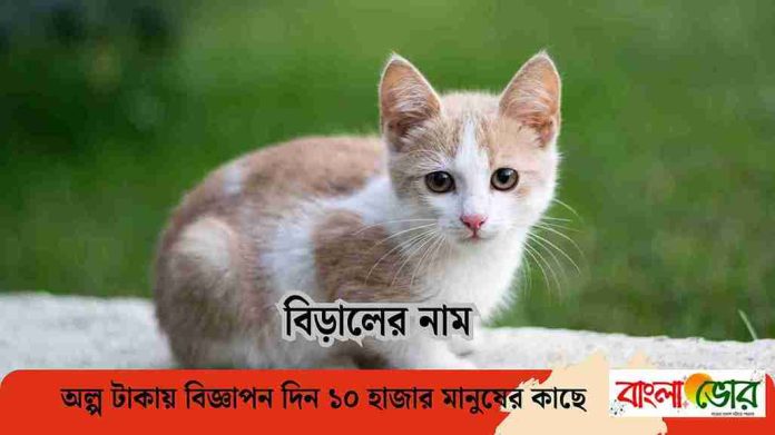 মেয়ে বিড়ালের সুন্দর নাম
