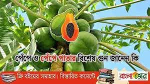 পেঁপে পাতার রসের উপকারিতা পার্শ্ব প্রতিক্রিয়া