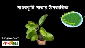 পাথরকুচি পাতার উপকারিতা (বিজ্ঞান) পাথরকুচি পাতার ক্ষতিকর দিক